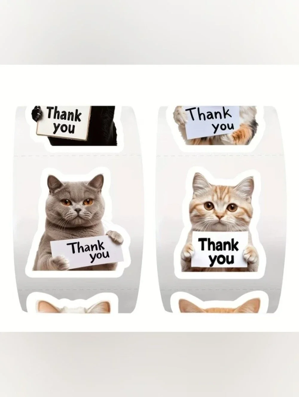 N/A cute cat
